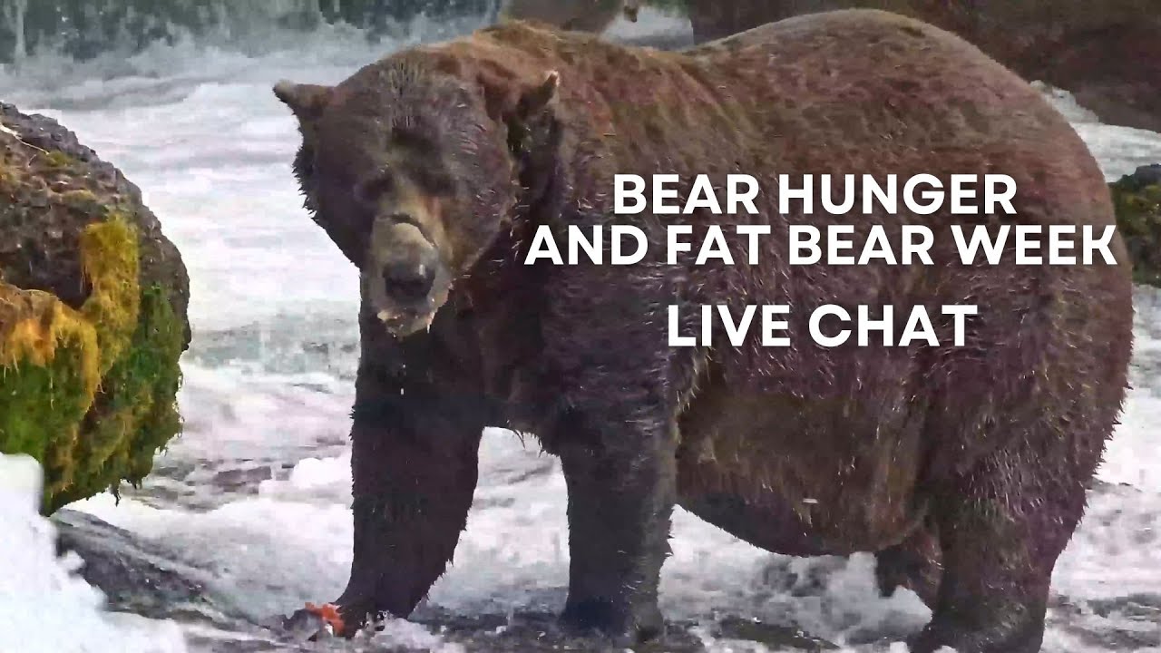 Bear Hunger and Fat Bear Week | Brooks Live Chat
