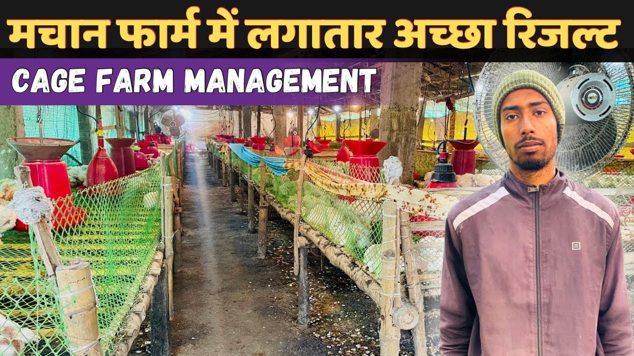 मचान फार्म में कैसे करते हैं लगातार अच्छा रिजल्ट | Cage System Poultry Farm