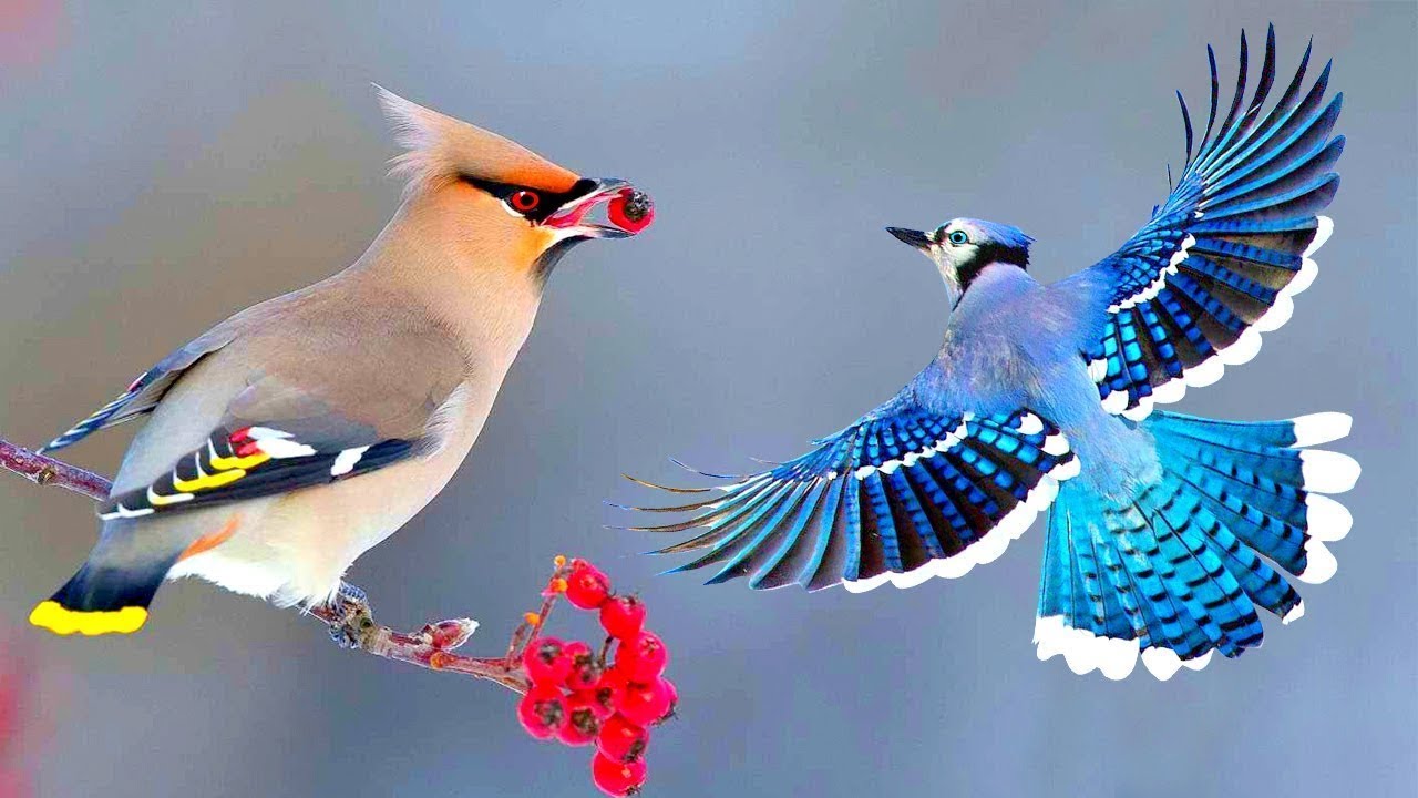 10 Aves M&aacute;s Ex&oacute;ticas y &Uacute;nicas del Mundo que debes Ver
