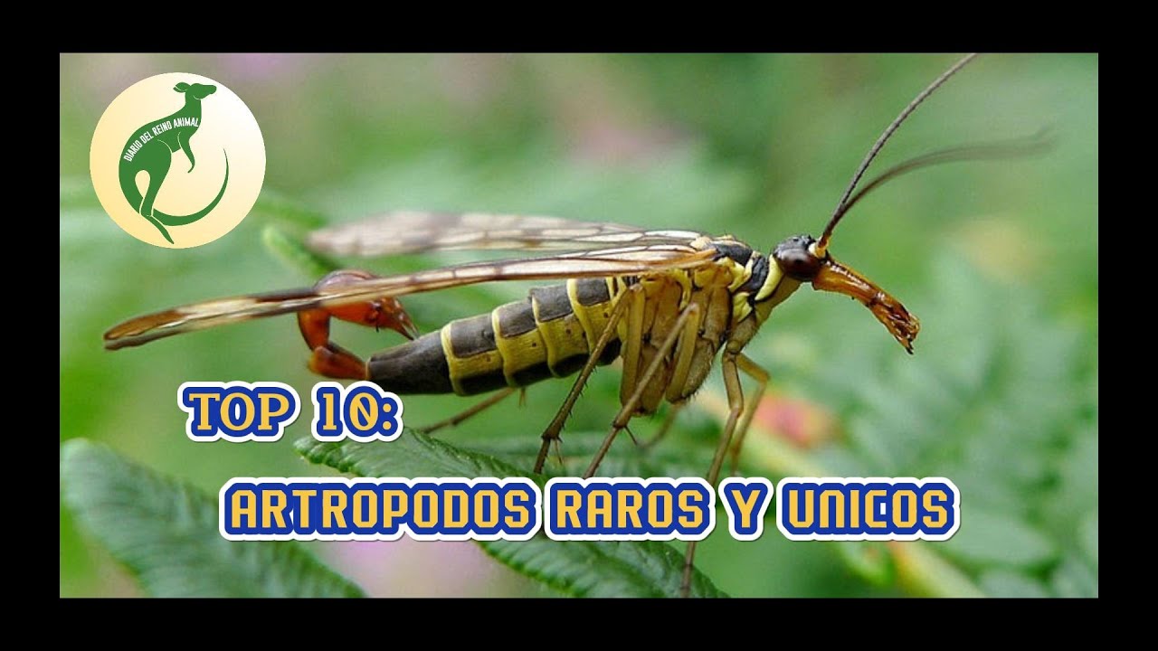 Top 10: Artrópodos raros y unicos (Con Fiona y Nico)