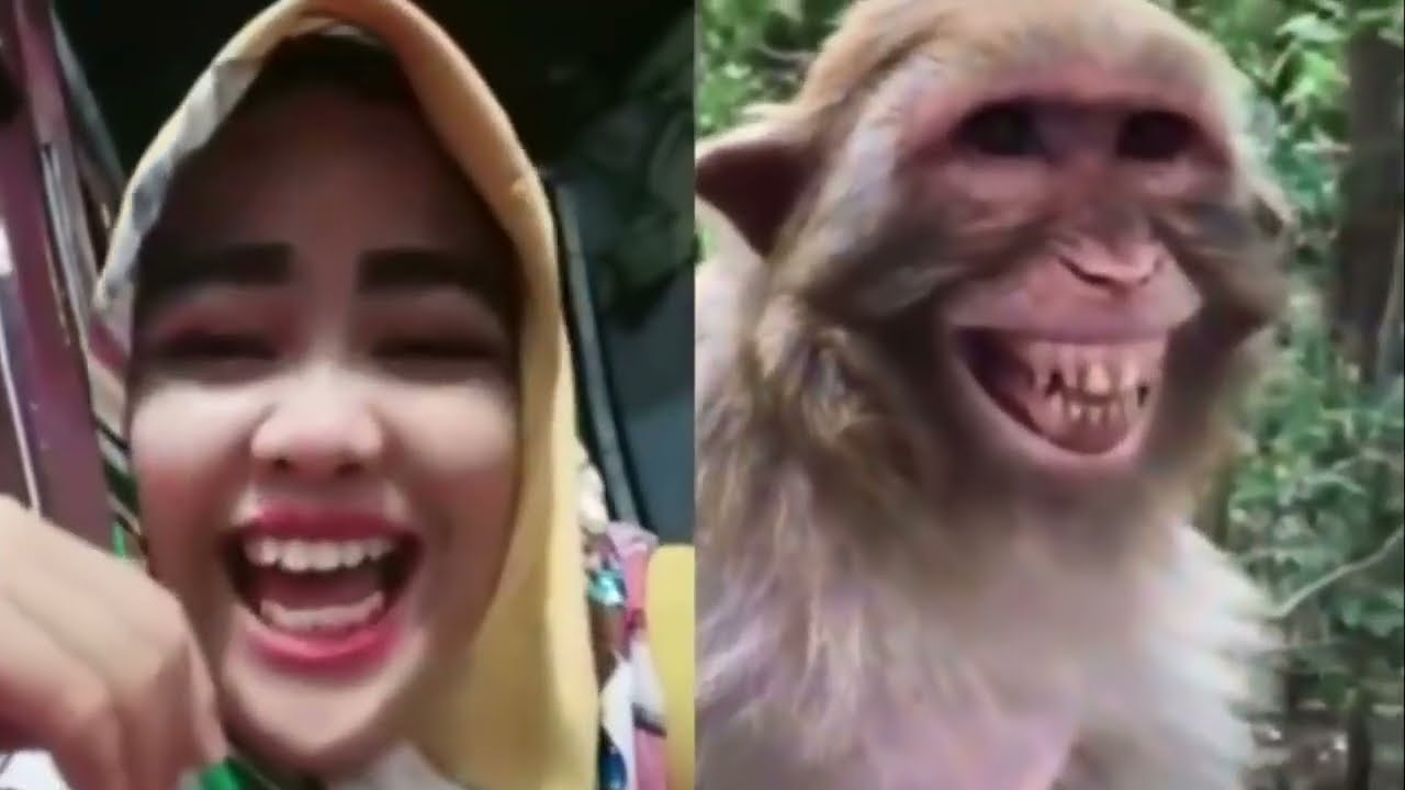Funny monkey behavior that will leave you laughing