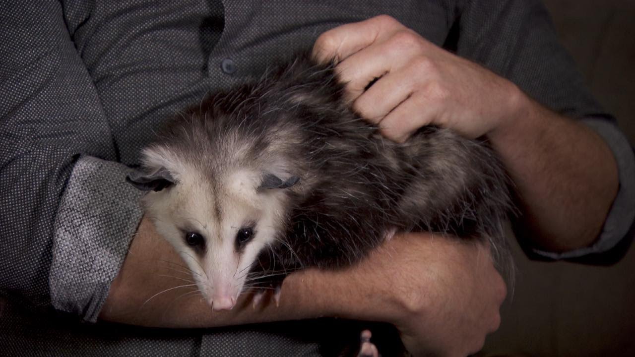 Man Says He and Pet Opossum Were Kicked Off JetBlue Flight