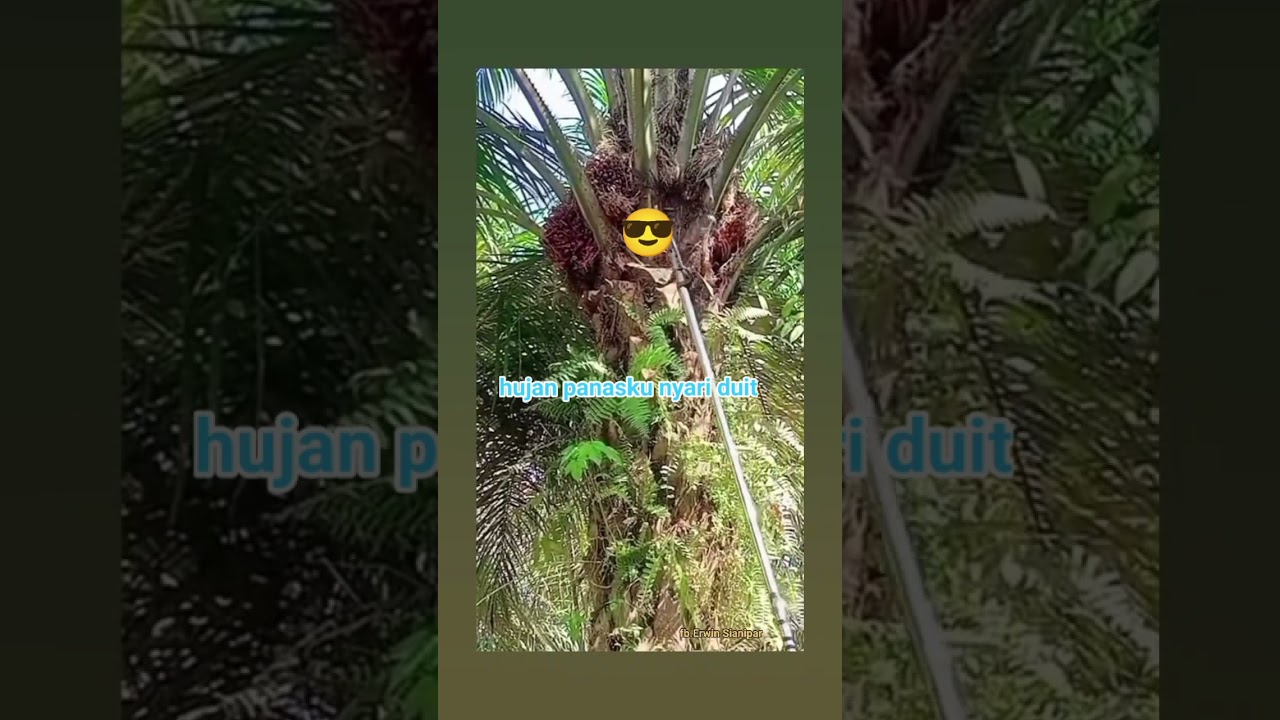 #petini🌴🌴🇮🇩