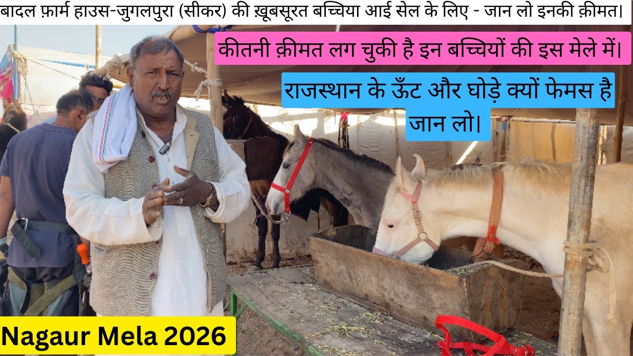 बादल फ़ार्म हाउस-जुगलपुरा से नागौर मेले में बिकने के लिये आई बच्चिया। Nagaur mela 2026 #views #horse