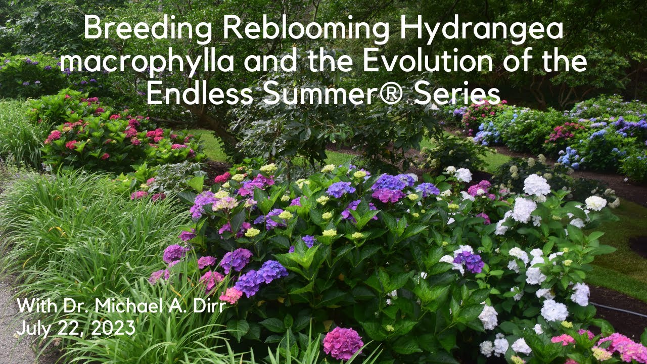 Breeding Reblooming Hydrangea macrophylla and the Evolution of the Endless Summer® Series
