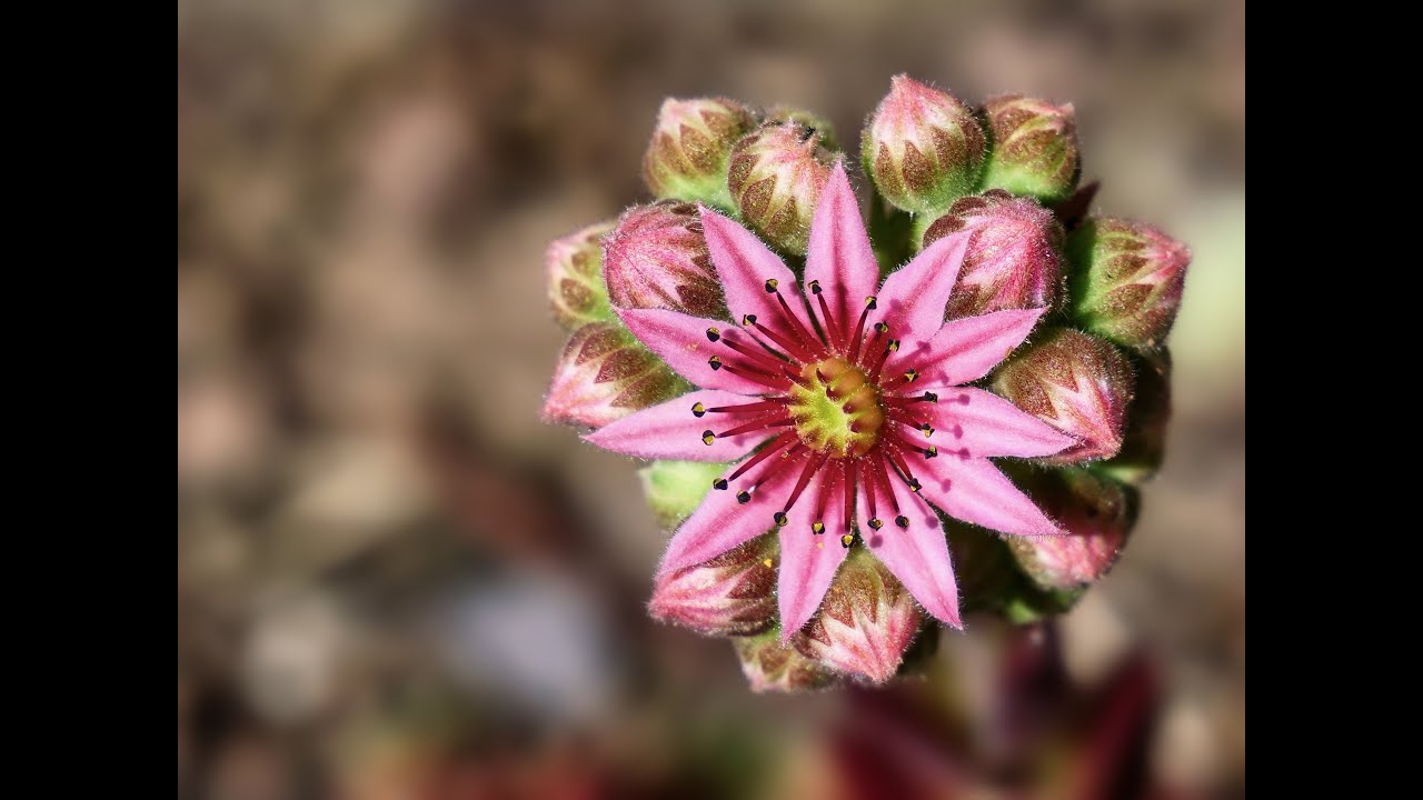 Meditación para la felicidad · Brigitte Kramer · Terapia & Salud emocional