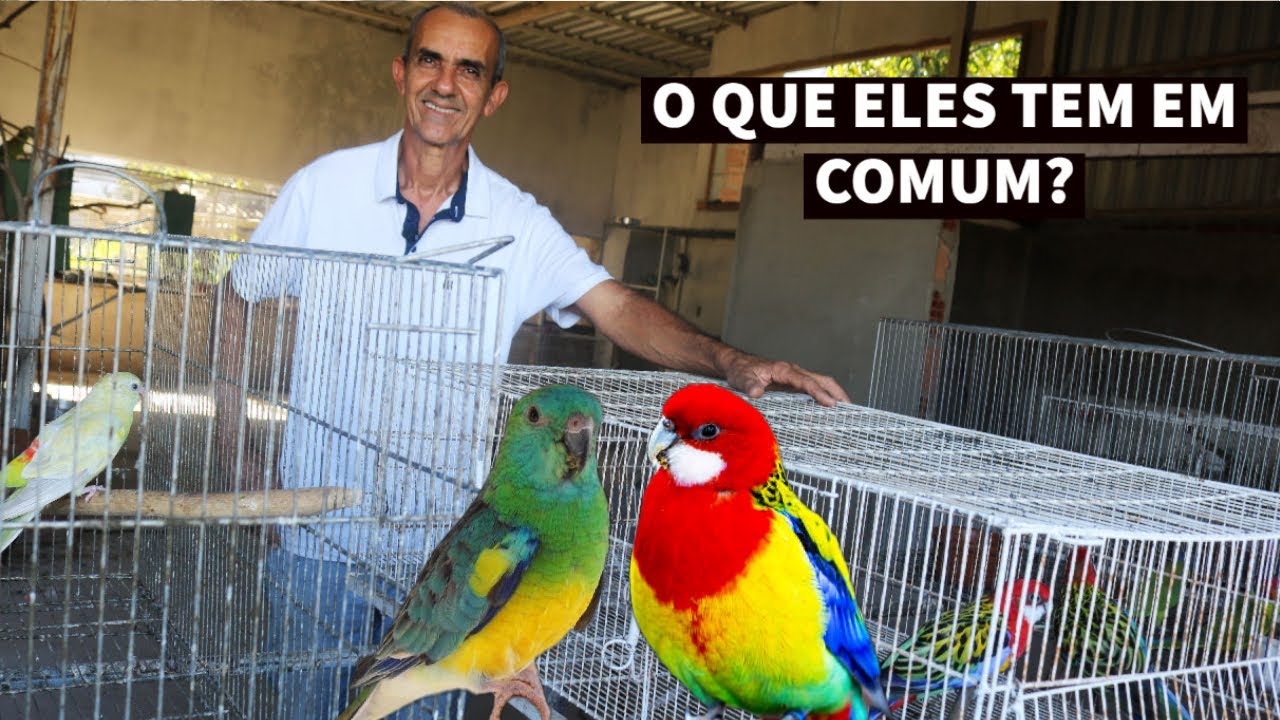 REPRODUÇÃO DE RED RUMPED E ROSELA #DICA06