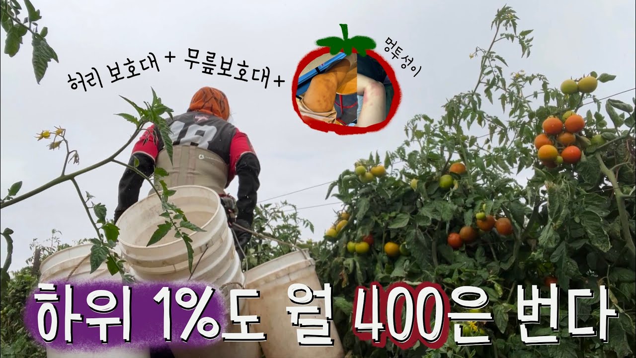🇦🇺 [호주워홀]힘들어도 낭만워홀러는 도마도 농장잡 포기못해 | 호주워홀, 농장잡, 88일, 토마토피킹