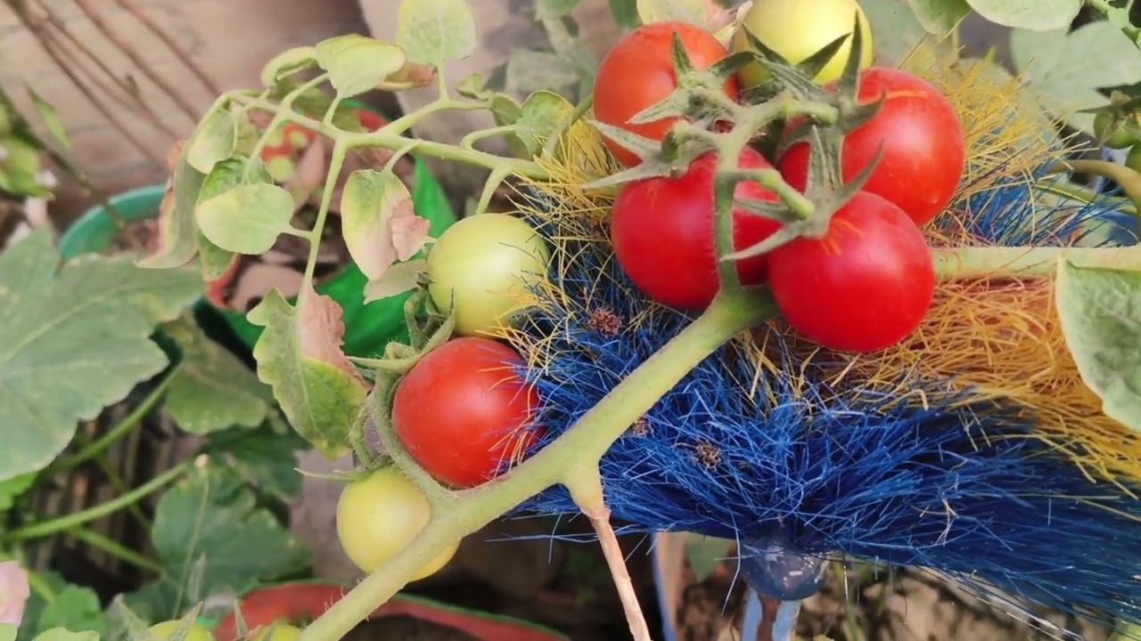#harvesting of jugani#please subscribe my channel