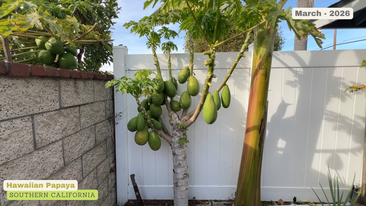 Hawaiian Papaya - Ripening - March 2026