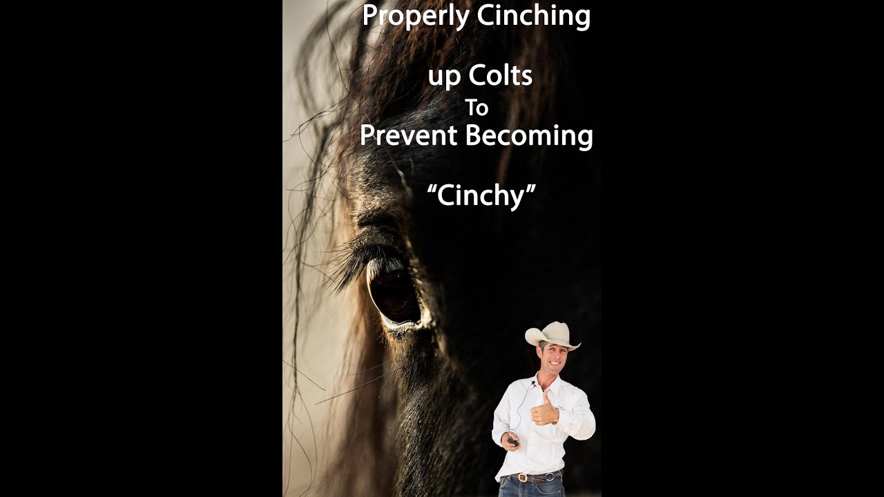 How to Cinch a Colt