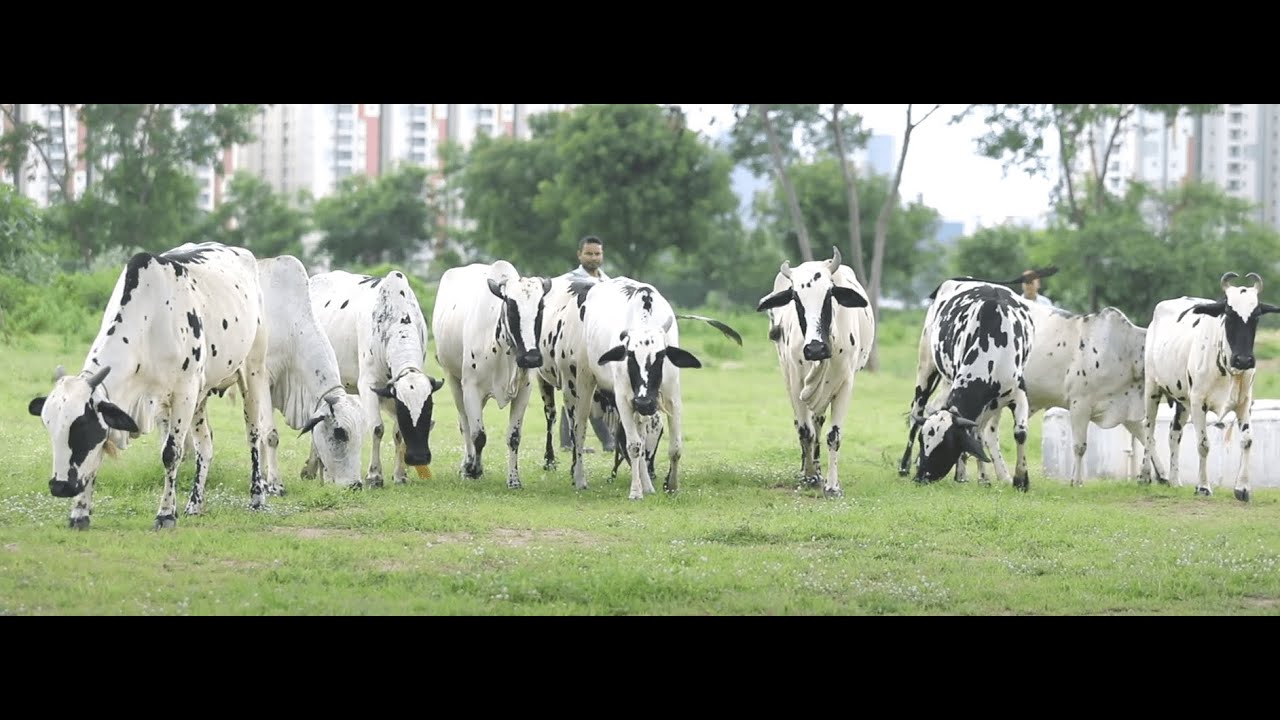 National Institute of Animal Biotechnology - NIAB