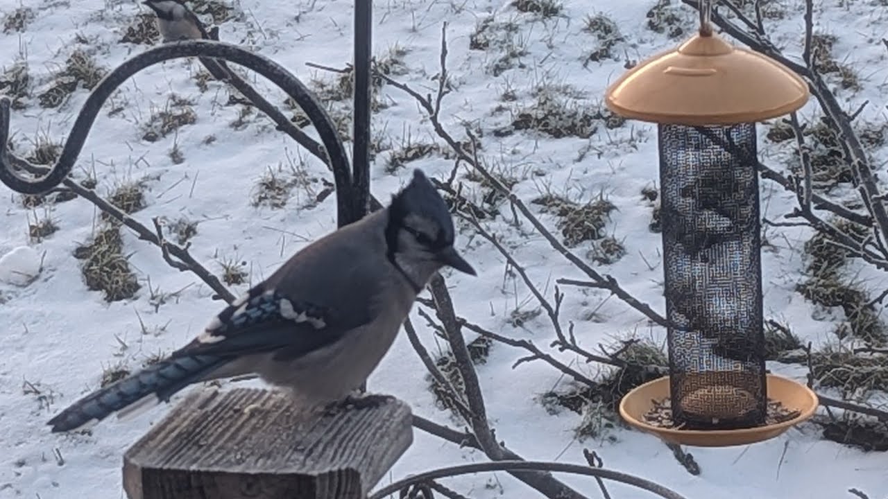 You a Snow Bird