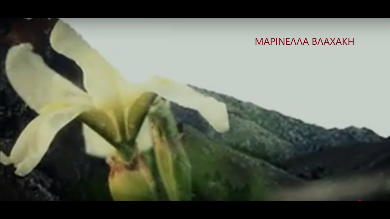 ΜΑΡΙΝΕΛΛΑ ΒΛΑΧΑΚΗ