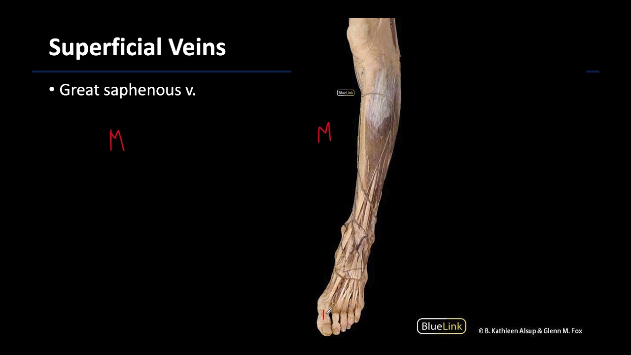Lower Limb Superficial Veins - M1 Dissection Supplement