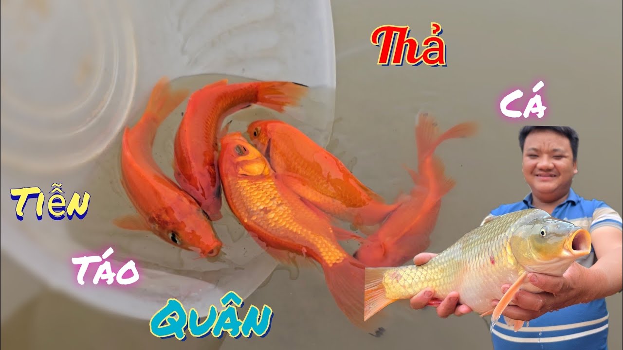 Thả Cá Chép Hồng Tiễn Táo Quân Về Trời Và Bỏ Bạt Cây Mai Ra /Nhân Bé Nhỏ 