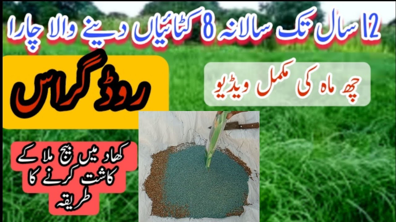 Rhodes Grass Growing  in Pakistan| Sowing Rhodes Grass Seeds after mixing in DAP Fertilizer