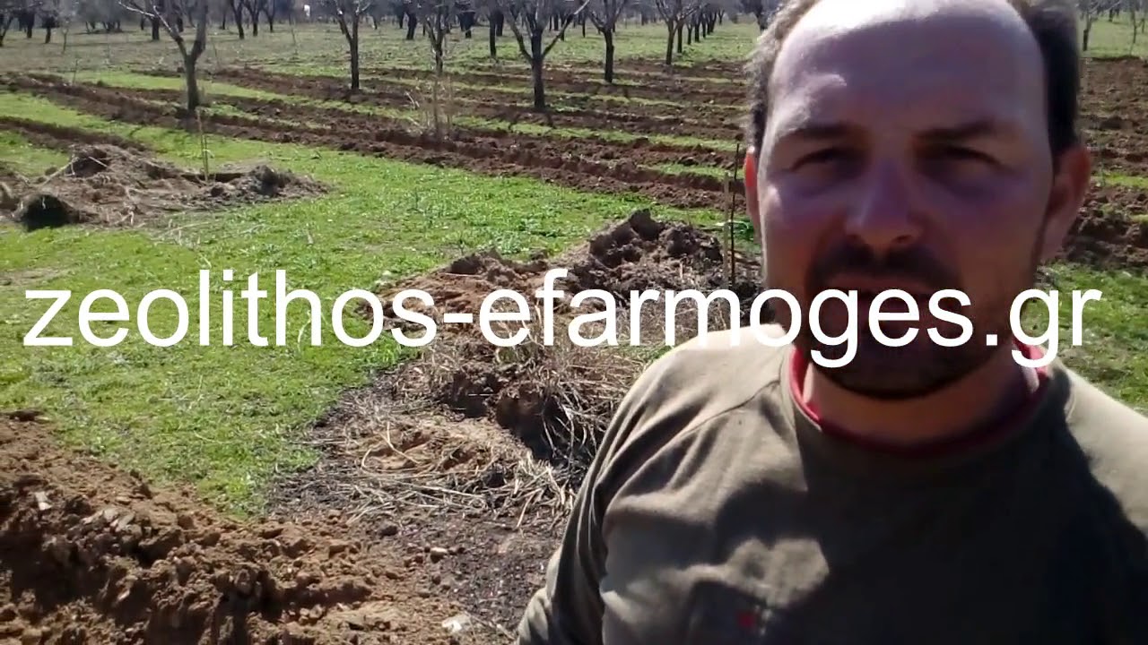 Εφαρμογή ζεόλιθου σε αμυγδαλιές