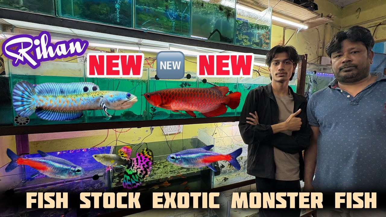 2026 Rihan Aquarium Shop Rare Monster Planted New Fish Stock Arrive Cheapest Price Guarantee Delhi 