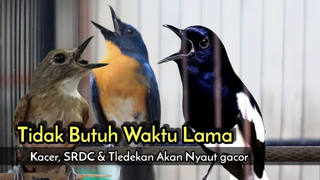 KICAU TLEDEKAN GUNUNG GACOR MERANGSANG EMOSI SRDC DAN KACER