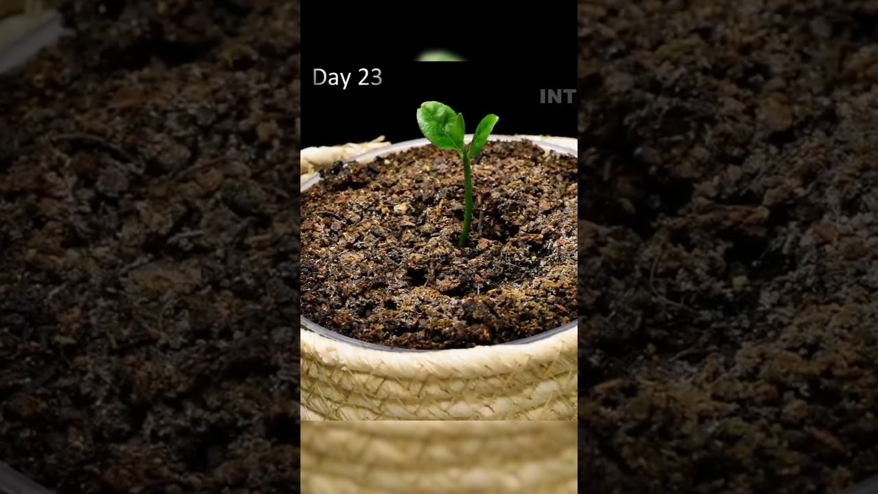 Lemon 🍋 Seed To Tree Time Lapse #timelapse #nature #tree