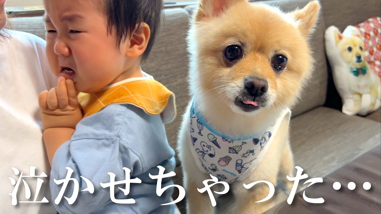 赤ちゃんを遊びに誘った結果、泣かれてしまって困惑する愛犬…