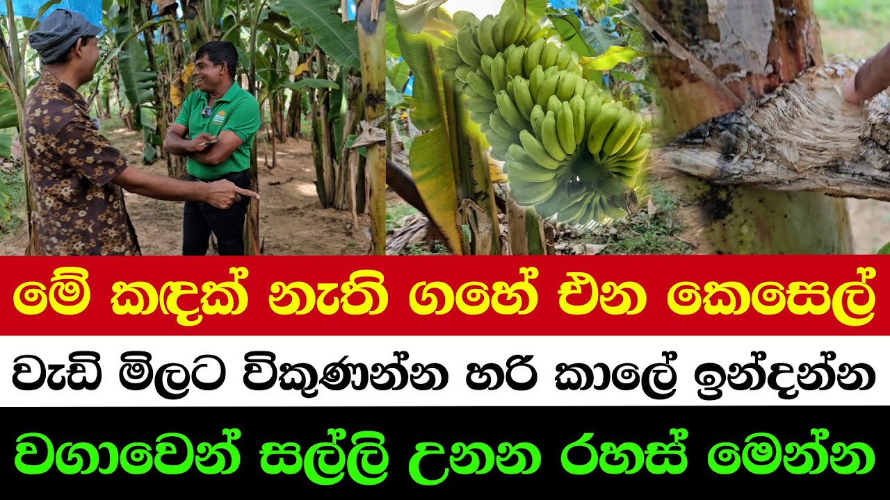 The Secret of Timing Crops for Maximum Profit 💰 | The Secret Tricks to Grow Your Income