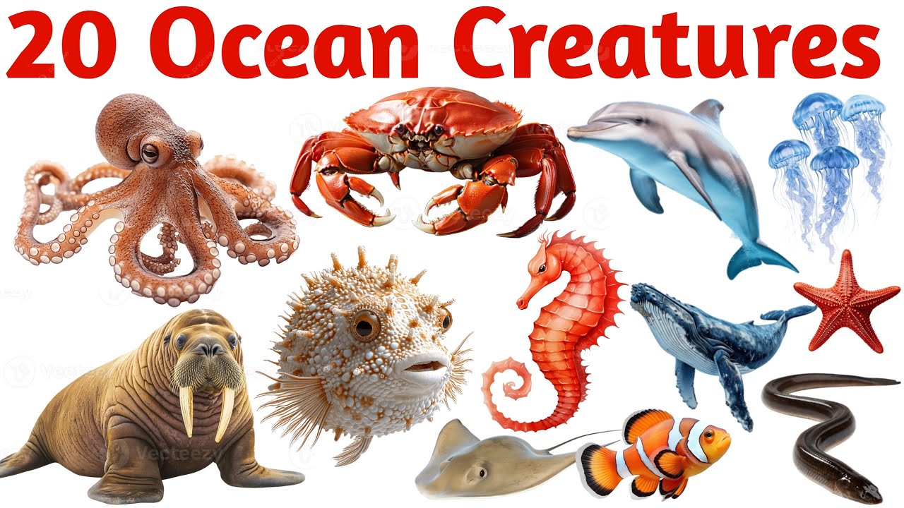 बच्चों के लिए 20 Sea Animals Name | Kids Educational Sea Animals Video with Pictures and Sound