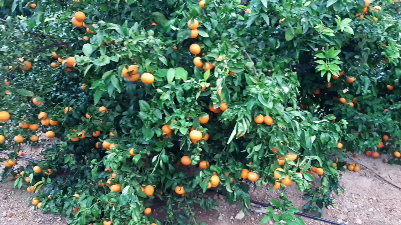 Mandarina variedad orri en Pedralba.