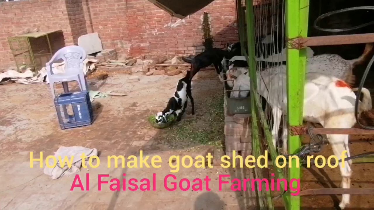 How to Make Goat shed on Roof