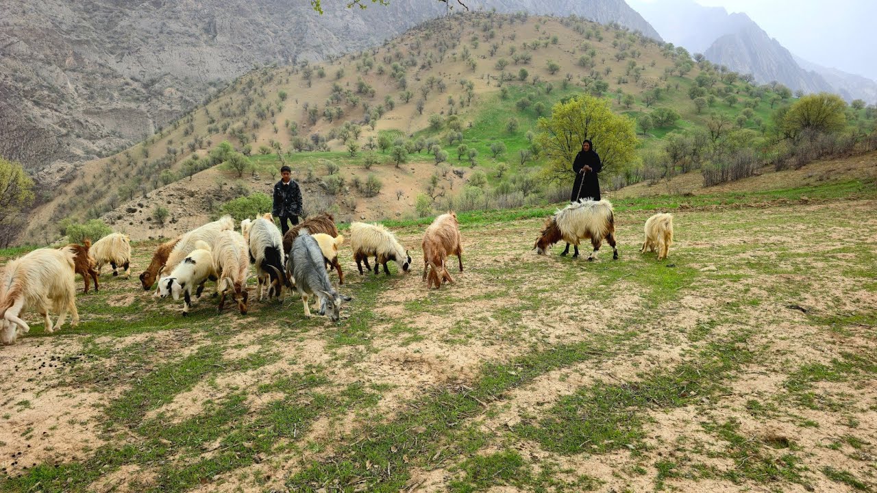 Nomadic life | Daily efforts of nomads | Grazing sheep in the lush Zagros Mountains 🐑⛰️