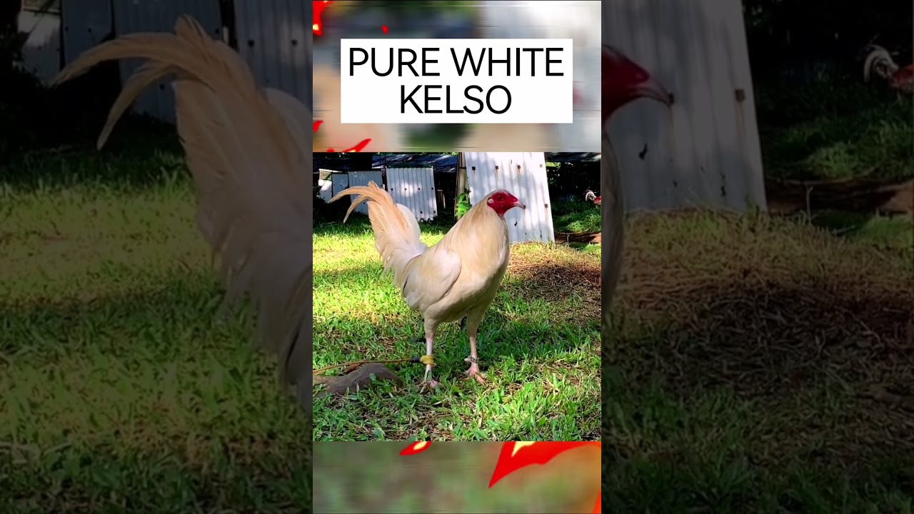 PURE WHITE KELSO || FIREBIRD #shorts