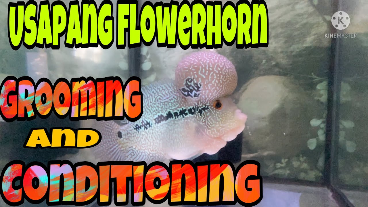 USAPANG FLOWERHORN |GROOMING AND CONDTIONING.Best WaY to KEep Your Flowerhorn!😱😱😱