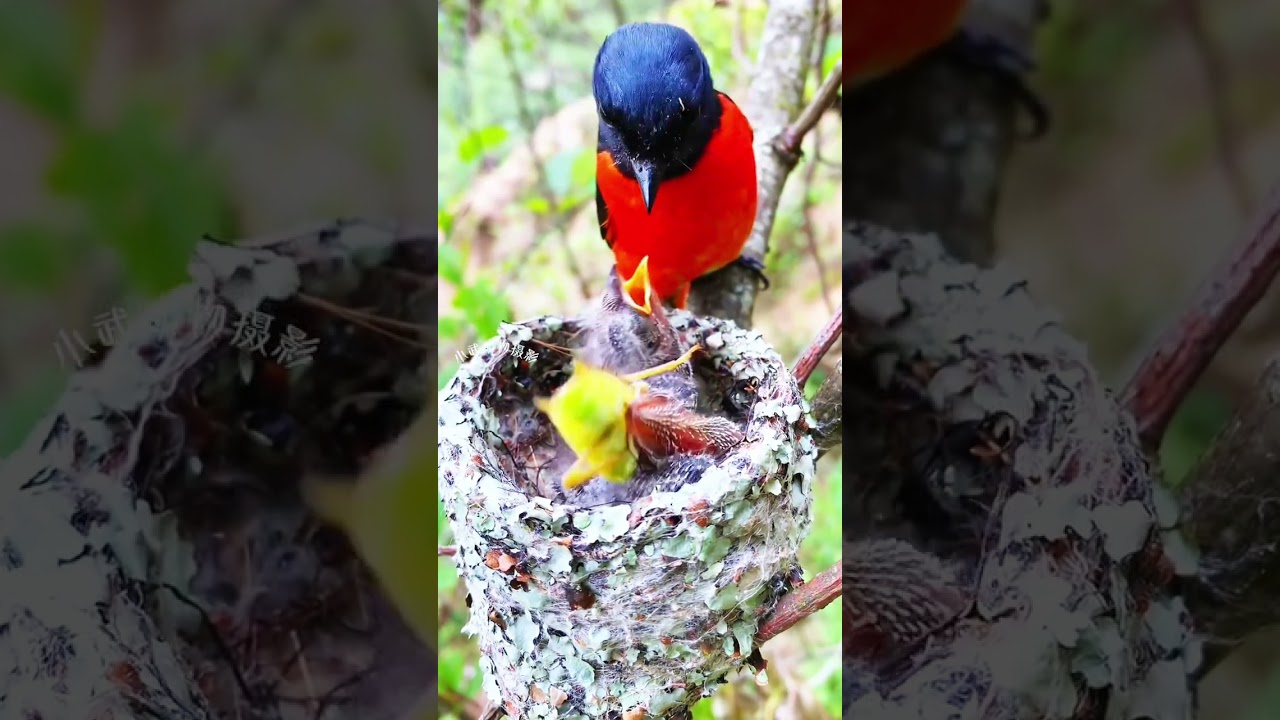 burung wireless merah gacor di alam liar