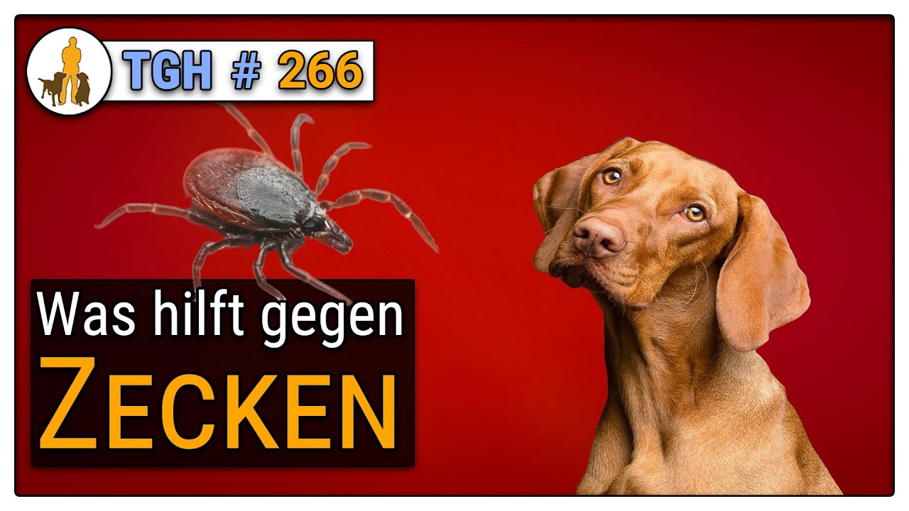 Zecken beim Hund, was hilft? Natur oder Chemie? Zeckenschutz für Hunde realistisch bewertet- TGH 266