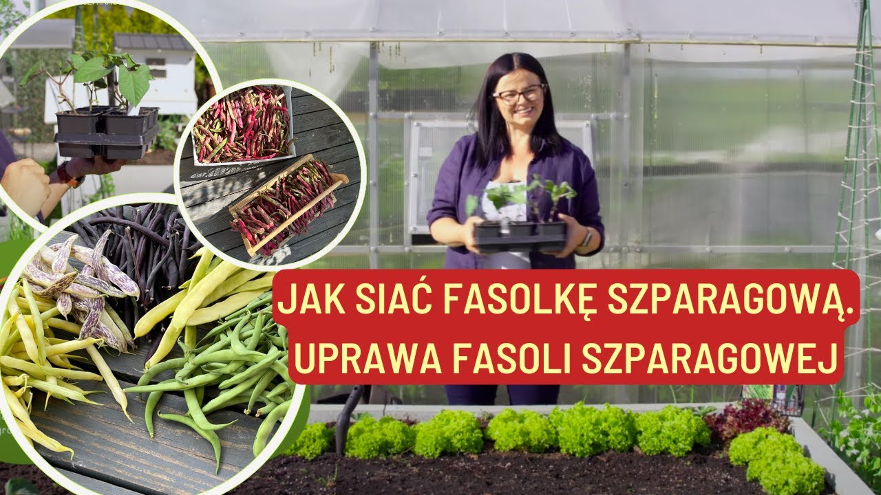 JAK SIAĆ FASOLKĘ SZPARAGOWĄ. UPRAWA FASOLI SZPARAGOWEJ