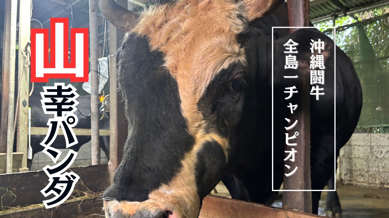 2025年7月24日(木)読谷闘牛組合初のチャンピオン！沖縄闘牛全島一チャンピオン 山幸パンダの牛舎に行ってきた🐃