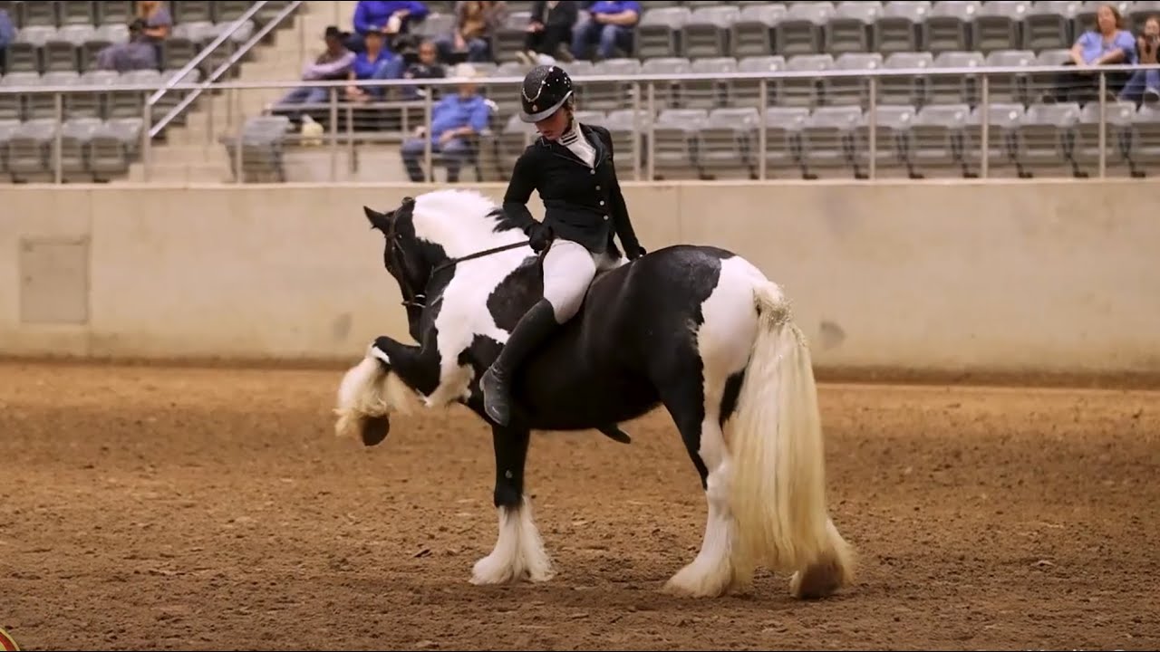 2024 Gypsy Vanner National Championships - DAY 3 RECAP - video by Stunning Steeds