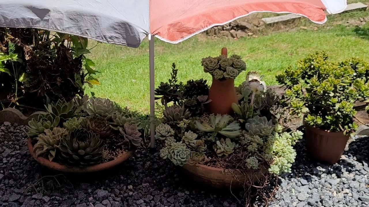 o sol queimou bastante  suculentas por aqui + vaso novo de zamiocuca # suculentas  #plantas # jardim