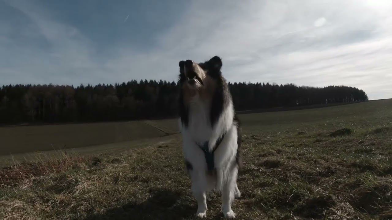 American Collie Page - Gassirunde
