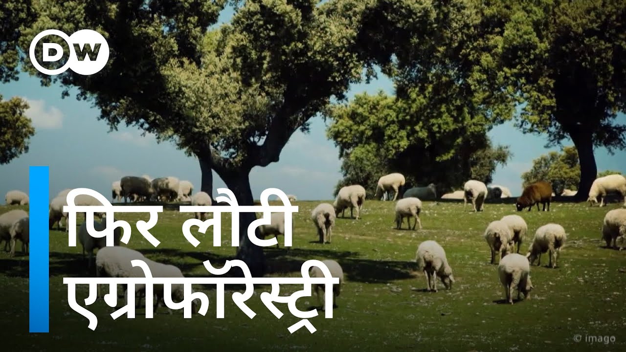 खेती का पुराना तरीका आज कितना दमदार? [Agroforestry: Ancient method, modern appeal]