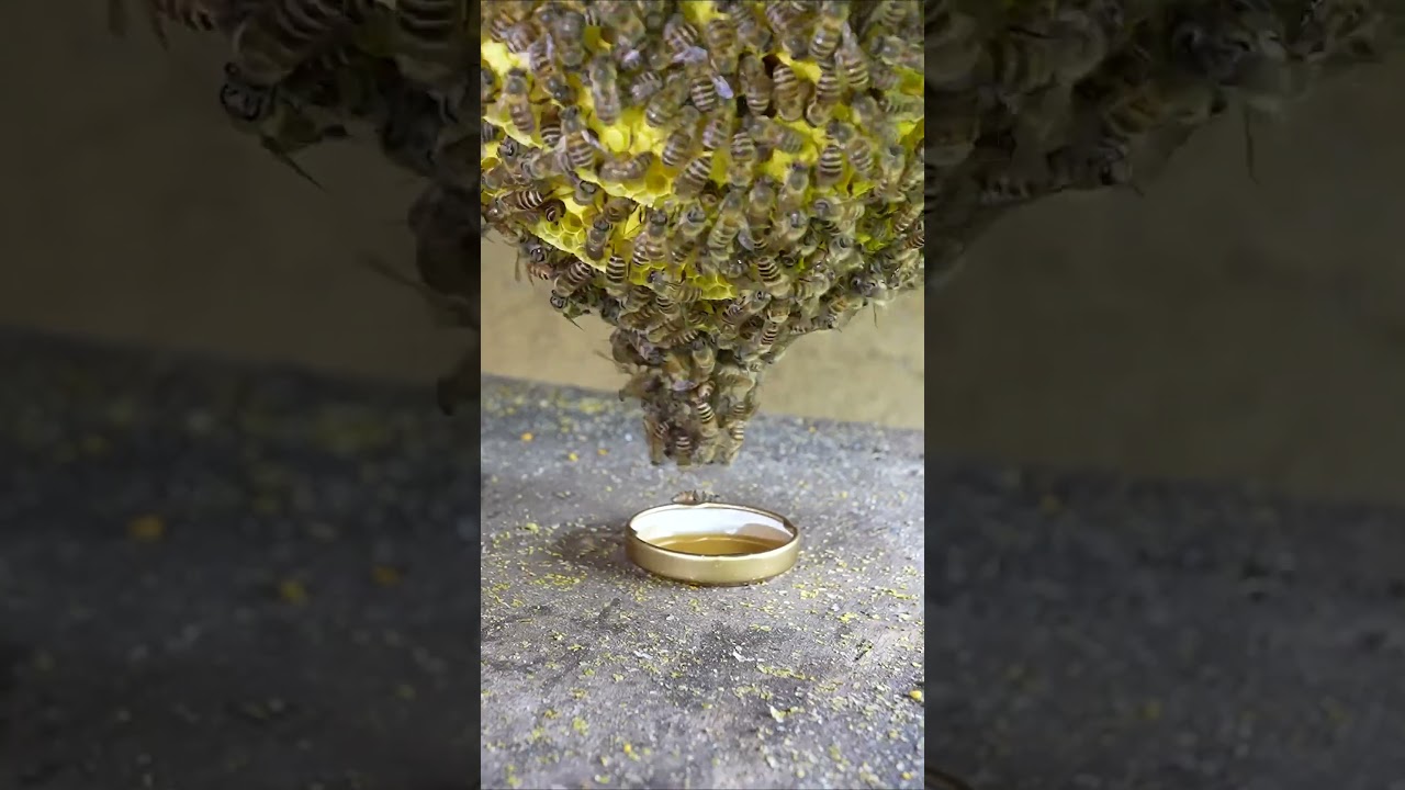 ミツバチの巣に蜂蜜をあげてみたら・・・！私は京都の週末養蜂家！