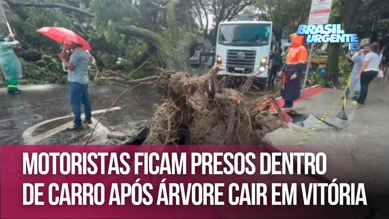 Motoristas ficam presos dentro de carro após árvore cair em Vitória