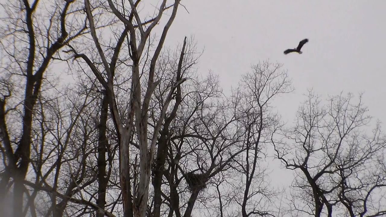 Grand River Eagles