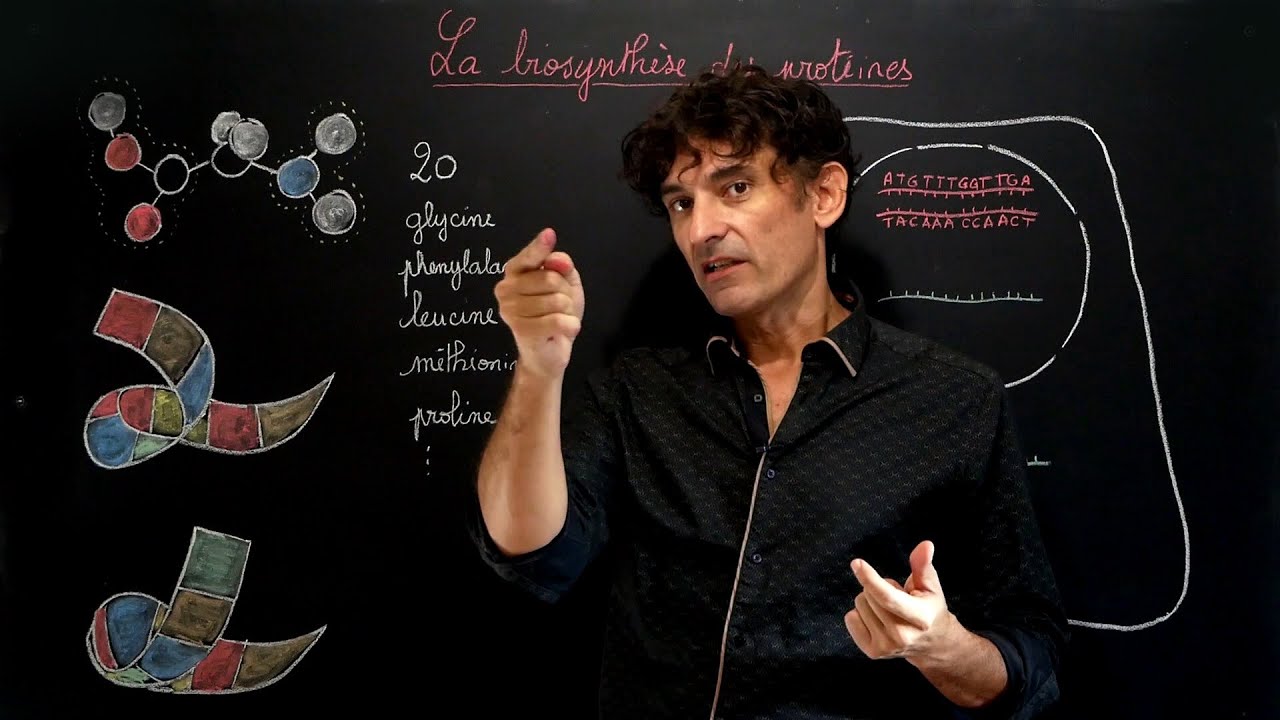 la biosynthèse des protéines, partie 1