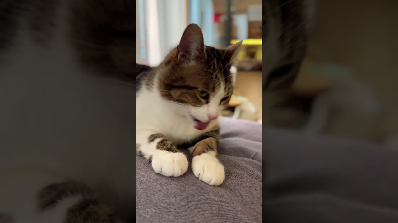Loneliness 😂 #catshorts #funnycats #subscribe #cats