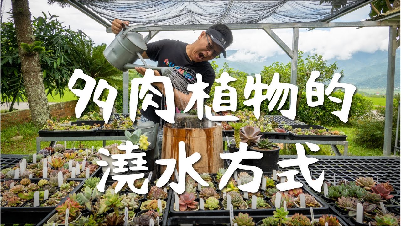 田中先生多肉植物｜EP5｜多肉植物的澆水方式（正常根系）