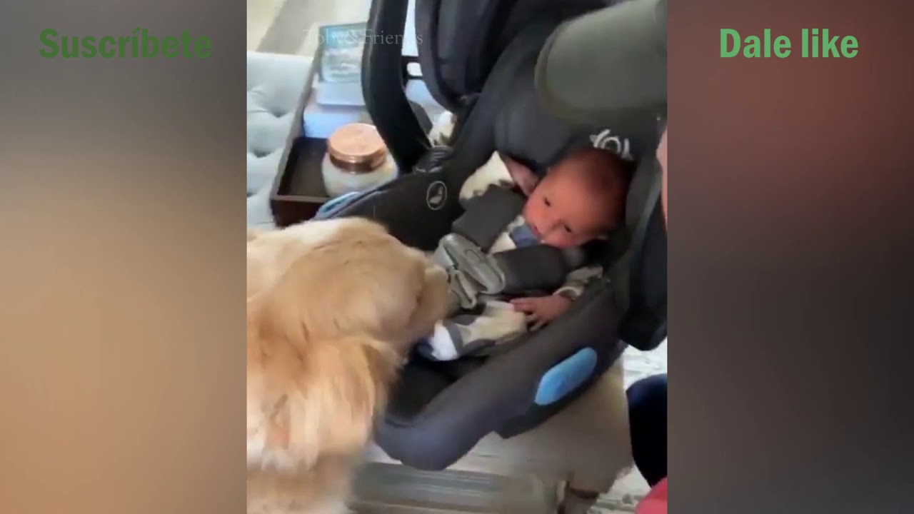 Golden No Aguanta La Emoci&oacute;n Por Conocer Al Beb&eacute;!👶🐶
