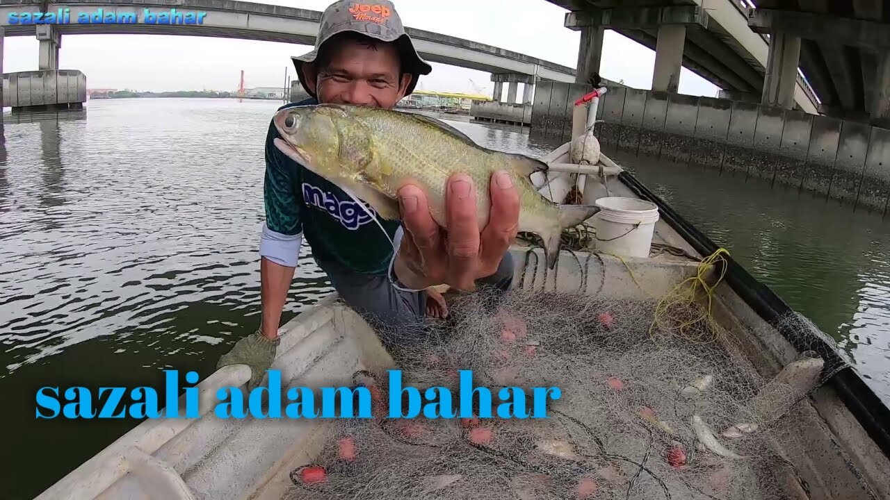 Menjaring gelama bawah jambatan dan masak ikan senangin ep. 131