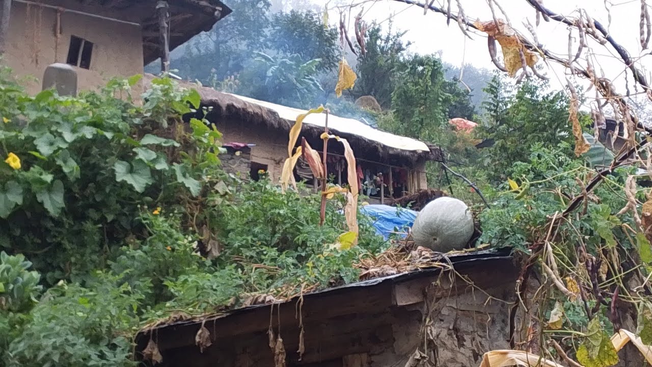 The rice was harvested, the rice was taken to the village and brought home.
